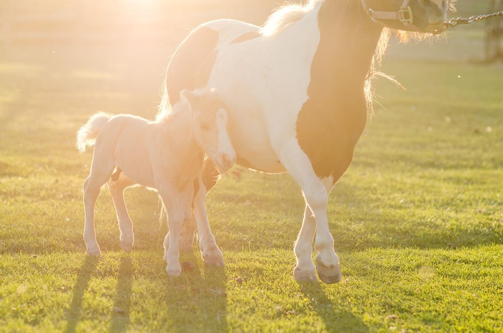 فندق Zion Mountain Ranch ماونت كارمل جونكتشن المظهر الخارجي الصورة